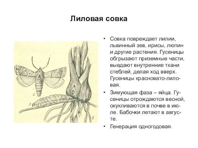 Лиловая совка Совка повреждает лилии, львинный зев, ирисы, люпин и другие растения. Гусеницы