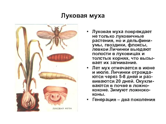 Луковая муха Луковая муха повреждает не только луковичные растения, но и дельфини-умы, гвоздики,