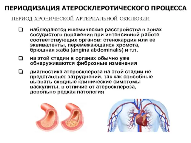 ПЕРИОДИЗАЦИЯ АТЕРОСКЛЕРОТИЧЕСКОГО ПРОЦЕССА ПЕРИОД ХРОНИЧЕСКОЙ АРТЕРИАЛЬНОЙ ОККЛЮЗИИ наблюдаются ишемические расстройства