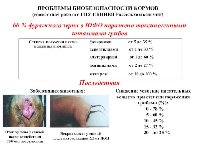 ПРОБЛЕМЫ БИОБЕЗОПАСНОСТИ КОРМОВ (совместная работа с ГНУ СКНИВИ Россельхозакадемии) 60