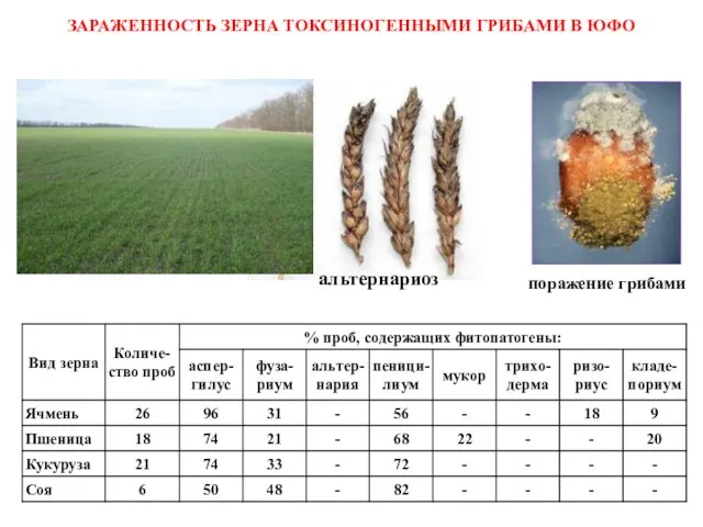 ЗАРАЖЕННОСТЬ ЗЕРНА ТОКСИНОГЕННЫМИ ГРИБАМИ В ЮФО альтернариоз поражение грибами