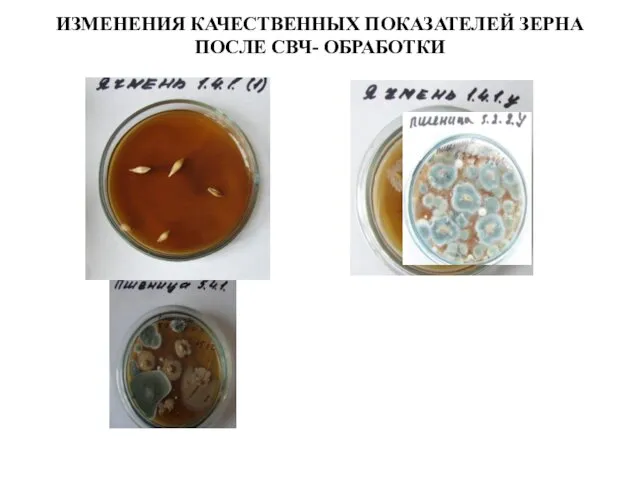 ИЗМЕНЕНИЯ КАЧЕСТВЕННЫХ ПОКАЗАТЕЛЕЙ ЗЕРНА ПОСЛЕ СВЧ- ОБРАБОТКИ