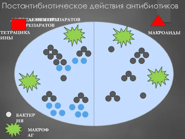 ДО ВВЕДЕНИЯ ПРЕПАРАТОВ ТЕТРАЦИКЛИНЫ МАКРОЛИДЫ ПОСЛЕ ОТМЕНЫ ПРЕПАРАТОВ БАКТЕРИЯ МАКРОФАГ Постантибиотическое действия антибиотиков