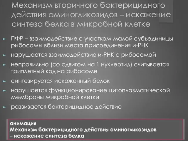 Механизм вторичного бактерицидного действия аминогликозидов – искажение синтеза белка в