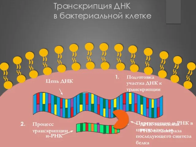 Транскрипция ДНК в бактериальной клетке Цепь ДНК Подготовка участка ДНК