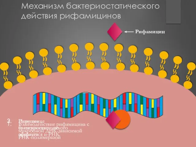 Взаимодействие рифамицина с микробной ДНК-зависимой РНК-полимеразой Развитие бактериостатического эффекта Нарушение