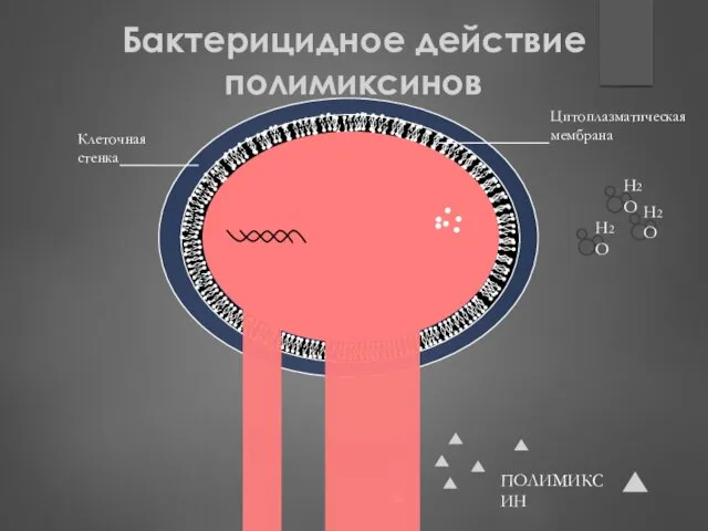 Клеточная стенка Цитоплазматическая мембрана ПОЛИМИКСИН H2O H2O H2O Бактерицидное действие полимиксинов