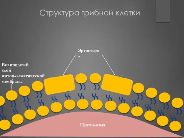 Структура грибной клетки Эргостерол Билипидный слой цитоплазматической мембраны Цитоплазма