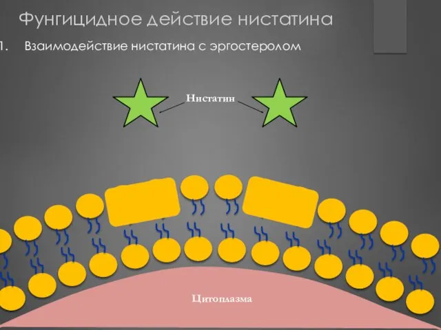 Цитоплазма Цитоплазма Фунгицидное действие нистатина Взаимодействие нистатина с эргостеролом Нистатин