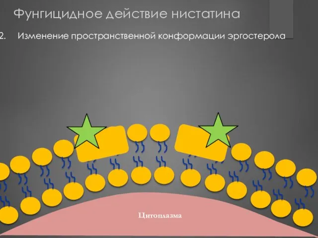 Изменение пространственной конформации эргостерола Цитоплазма Фунгицидное действие нистатина