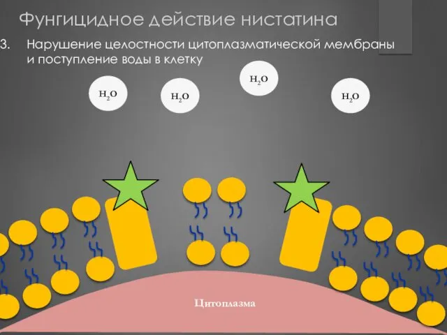 Цитоплазма Цитоплазма H2O H2O H2O H2O Нарушение целостности цитоплазматической мембраны