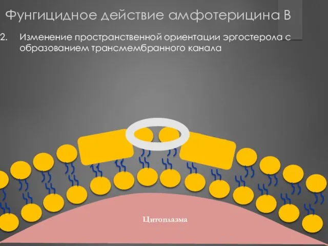 Цитоплазма Изменение пространственной ориентации эргостерола с образованием трансмембранного канала Фунгицидное действие амфотерицина В