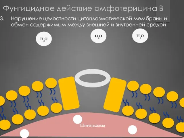 Цитоплазма Нарушение целостности цитоплазматической мембраны и обмен содержимым между внешней