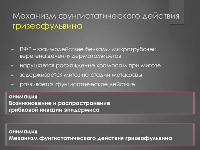 Механизм фунгистатического действия гризеофульвина ПФР – взаимодействие белками микротрубочек веретена