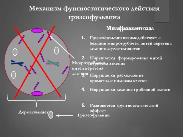 Метафаза митоза Анафаза митоза Механизм фунгиостатического действия гризеофульвина Микротрубочки нитей