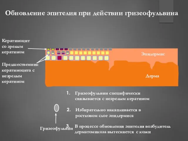 Эпидермис Дерма Кератиноцит со зрелым кератином Предшественник кератиноцита с незрелым