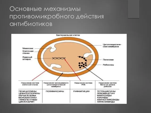 Основные механизмы противомикробного действия антибиотиков