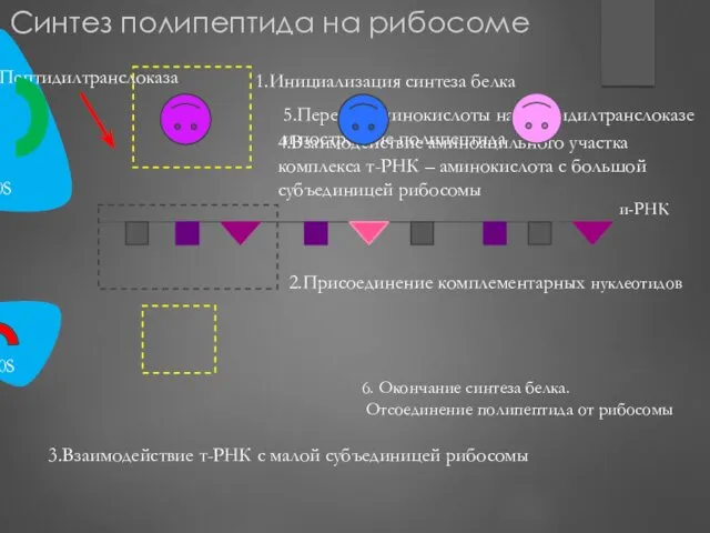 50S 30S Пептидилтранслоказа 2.Присоединение комплементарных нуклеотидов 3.Взаимодействие т-РНК с малой