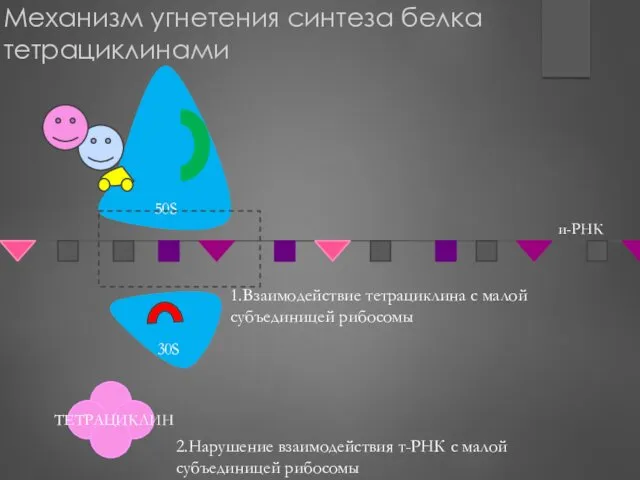 Механизм угнетения синтеза белка тетрациклинами 1.Взаимодействие тетрациклина с малой субъединицей