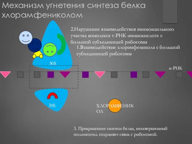 Механизм угнетения синтеза белка хлорамфениколом 1.Взаимодействие хлорамфеникола с большой субъединицей