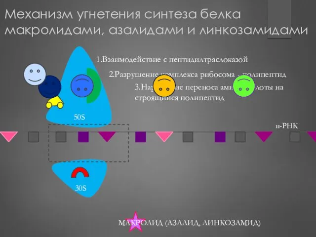 Механизм угнетения синтеза белка макролидами, азалидами и линкозамидами 1.Взаимодействие с