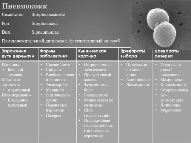 Пневмококк