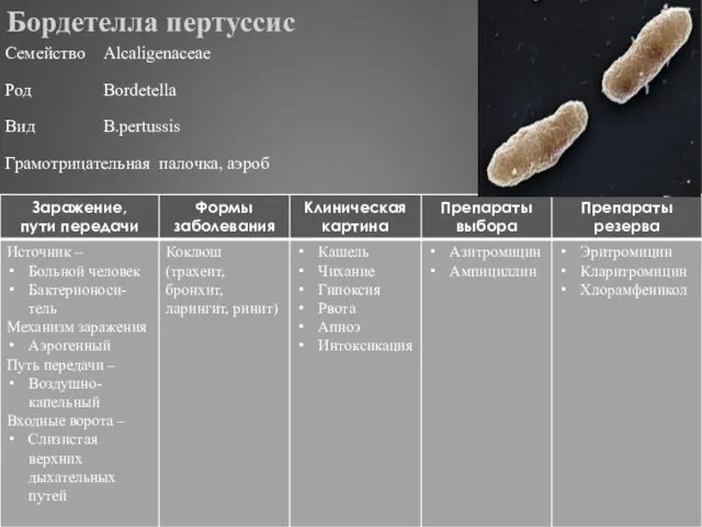 Бордетелла пертуссис