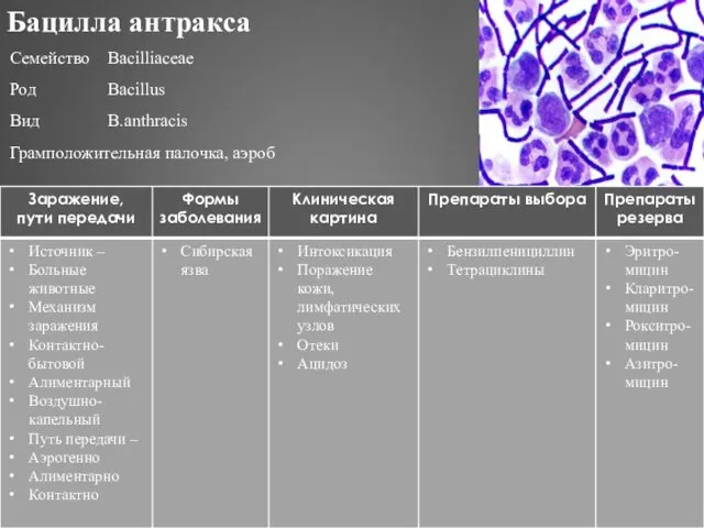 Бацилла антракса