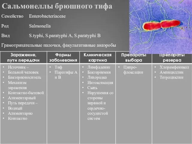 Сальмонеллы брюшного тифа