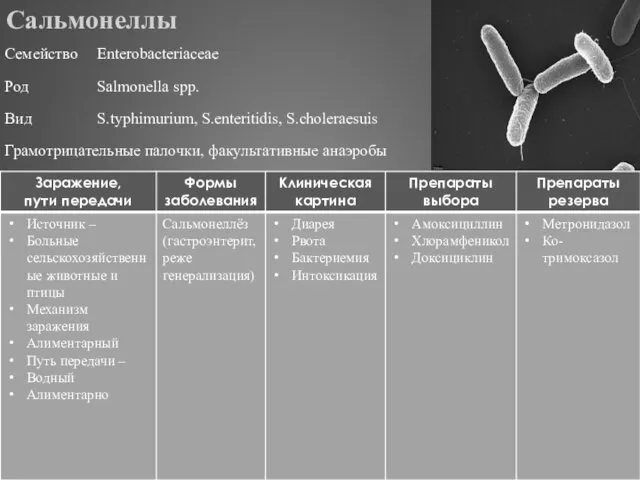 Сальмонеллы