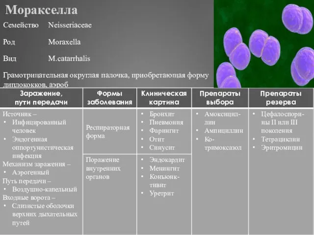 Моракселла