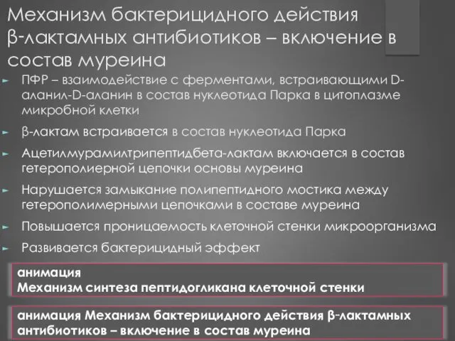 Механизм бактерицидного действия β‑лактамных антибиотиков – включение в состав муреина