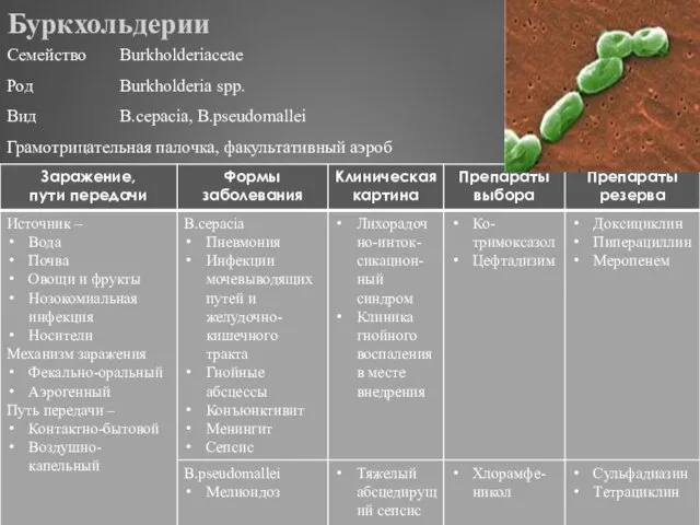 Буркхольдерии