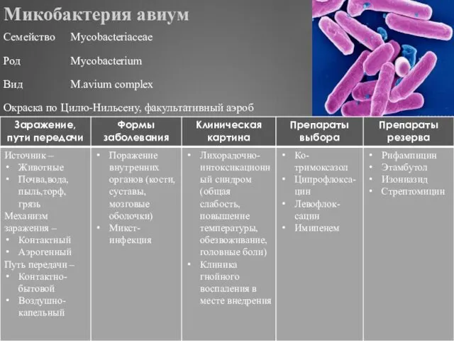 Микобактерия авиум