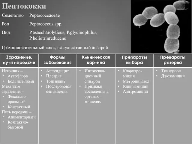 Пептококки