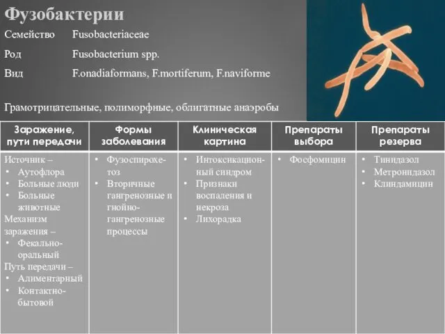 Фузобактерии