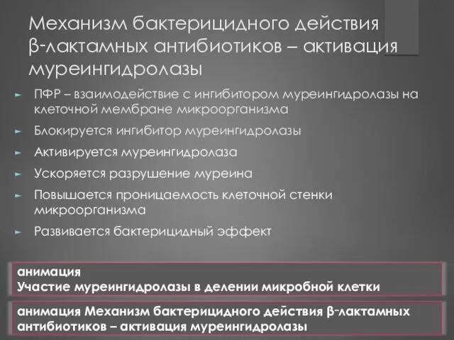 Механизм бактерицидного действия β‑лактамных антибиотиков – активация муреингидролазы ПФР –