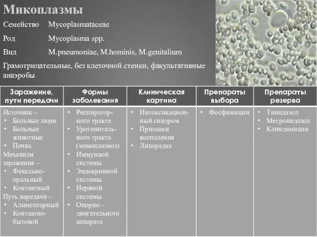 Микоплазмы