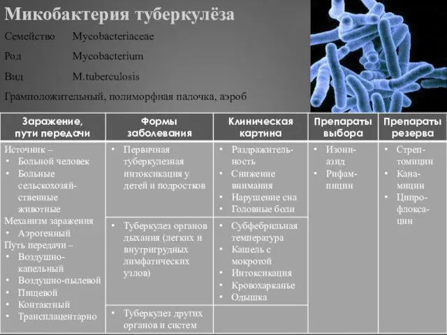 Микобактерия туберкулёза