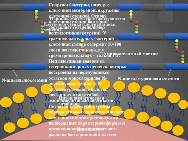 Цитоплазма Периплазматическое пространство Цитоплазматическая мембрана Снаружи бактерии, наряду с клеточной