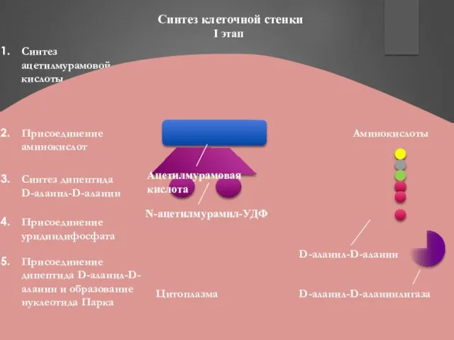 Аминокислоты Синтез клеточной стенки I этап Синтез ацетилмурамовой кислоты Присоединение