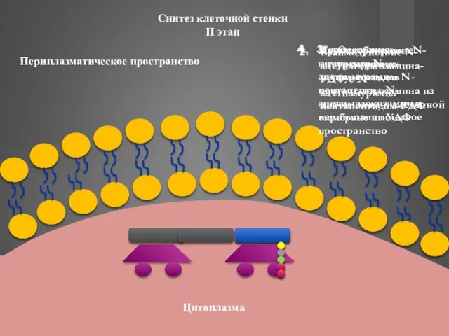 Синтез клеточной стенки II этап Транспортировка N-ацетилмурамил-пентапептида и N-ацетилглюкозамина из