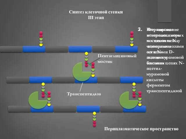 Синтез клеточной стенки III этап Формирование гетерополимерных цепочек N-ацетилглюкозамина и