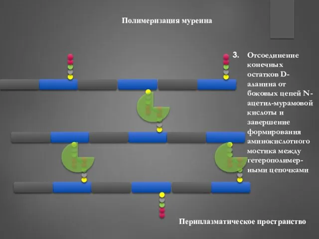 Полимеризация муреина Отсоединение конечных остатков D-аланина от боковых цепей N-ацетил-мурамовой