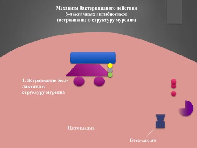 Механизм бактерицидного действия β-лактамных антибиотиков (встраивание в структуру муреина) 1. Встраивание бета-лактама в структуру муреина Цитоплазма