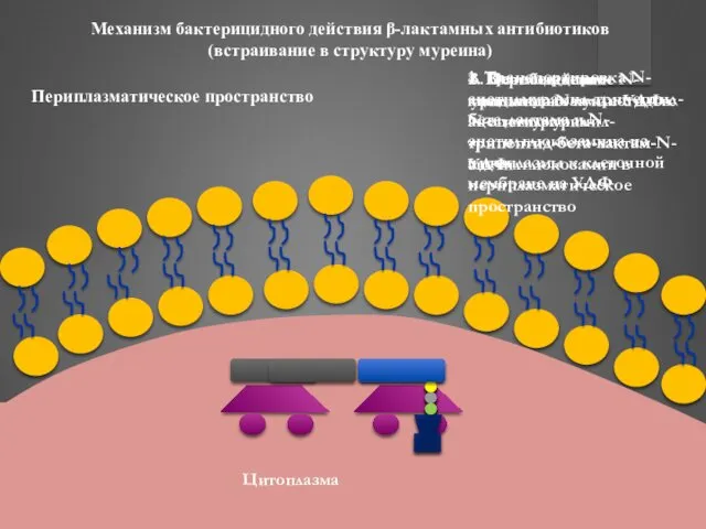 Механизм бактерицидного действия β-лактамных антибиотиков (встраивание в структуру муреина) 4.