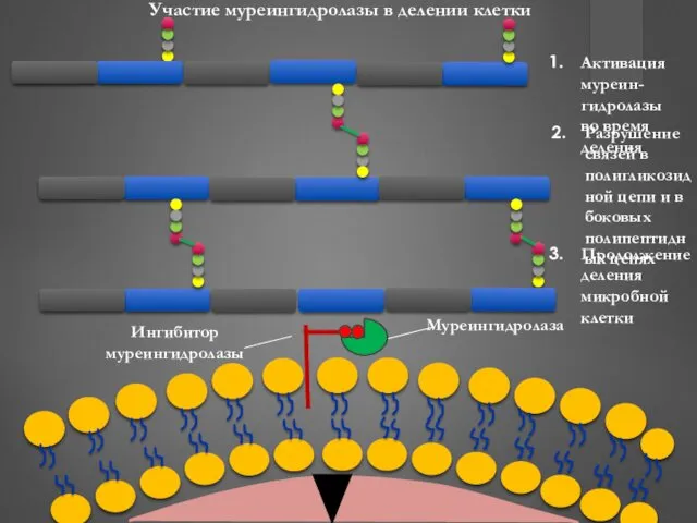 Участие муреингидролазы в делении клетки Активация муреин-гидролазы во время деления