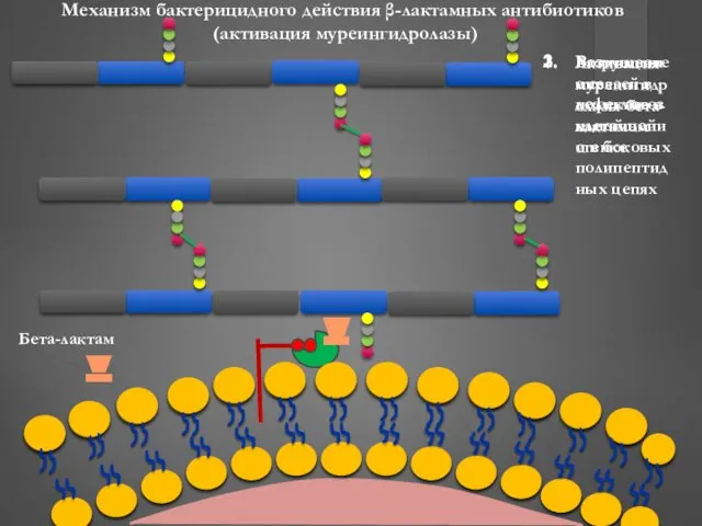 Механизм бактерицидного действия β-лактамных антибиотиков (активация муреингидролазы) Активация муреингидролазы бета-лактамом