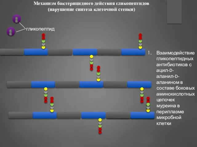 Механизм бактерицидного действия гликопептидов (нарушение синтеза клеточной стенки) Взаимодействие гликопептидных