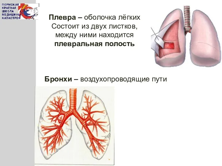 Плевра – оболочка лёгких Состоит из двух листков, между ними